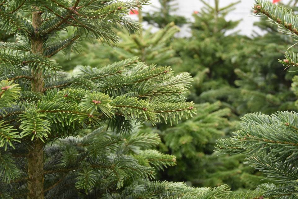 🎅🏻 Le guide de Noël Elwing 🎅🏻 - Elwing